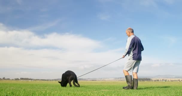 の緑の牧場で飼い主と一緒に歩いているシェパード犬 — ストック動画