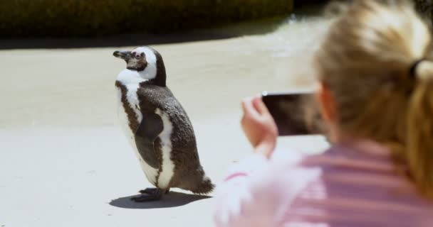 女孩拍照的年轻企鹅小鸟与手机在海滩4K — 图库视频影像