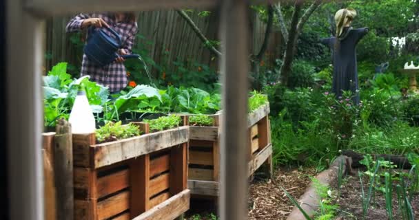 Зріла Жінка Поливає Рослини Саду Сонячний День — стокове відео