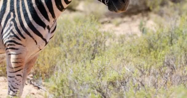 Zebra Grazen Grasland Een Zonnige Dag — Stockvideo