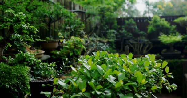 Verschiedene Pflanzen Garten Einem Sonnigen Tag — Stockvideo