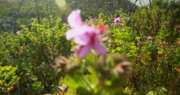 Primer Plano Planta Flores Campo Día Soleado — Vídeos de Stock