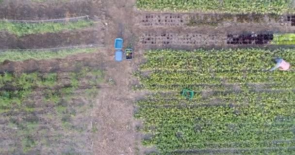 Bovenaanzicht Van Twee Boeren Werken Het Veld Buurt Van Broeikasgassen — Stockvideo