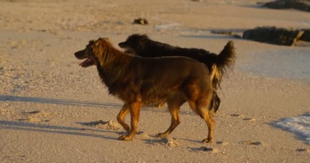Dogs Playing Beach Sunny Day — Stock Video