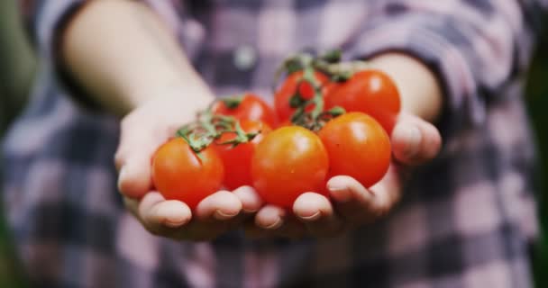 Mid Sectie Van Vrouw Houden Tomaten Tuin — Stockvideo