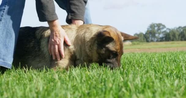 の緑の農場で彼の所有者とシェパード犬 — ストック動画