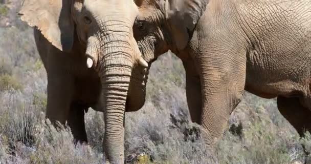 Éléphants Sauvages Pâturant Sur Les Prairies Par Une Journée Ensoleillée — Video