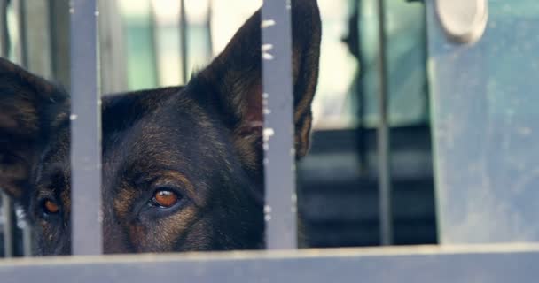 Pastor Perro Sentado Jaula Granja — Vídeos de Stock