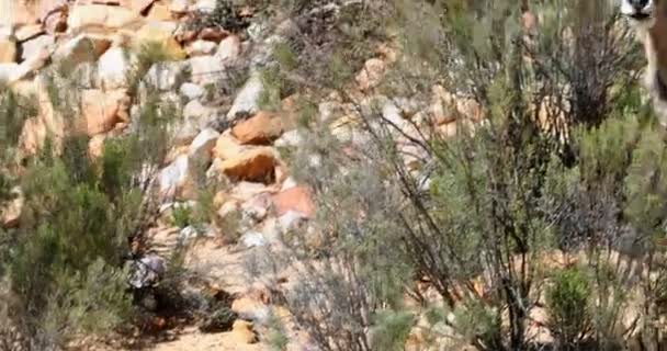 Güneşli Bir Günde Tozlu Bir Arazi Üzerinde Ortak Eland Duran — Stok video