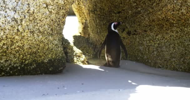 年轻企鹅鸟在海滩上在一个晴朗的天4K — 图库视频影像