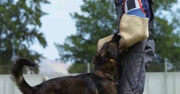 Entraîneur Dressant Chien Berger Sur Terrain Par Une Journée Ensoleillée — Video