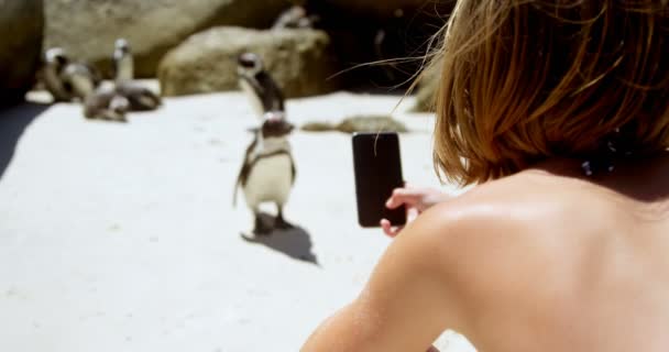 Menina Tirando Foto Jovem Pinguim Pássaro Com Telefone Celular Praia — Vídeo de Stock