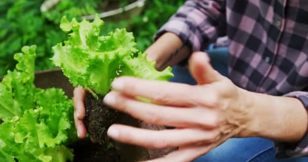 Mogen Kvinna Plantering Trädgården Solig Dag — Stockvideo