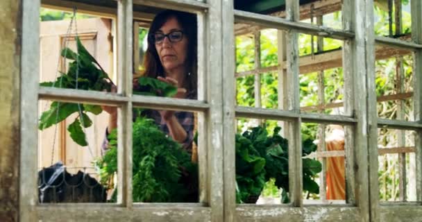 Mulher Madura Olhando Para Vegetais Folhosos Jardim — Vídeo de Stock