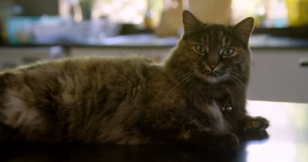 猫在家的特写4K — 图库视频影像