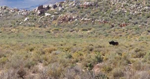 Gnus Grasen Einem Sonnigen Tag Auf Der Weide — Stockvideo