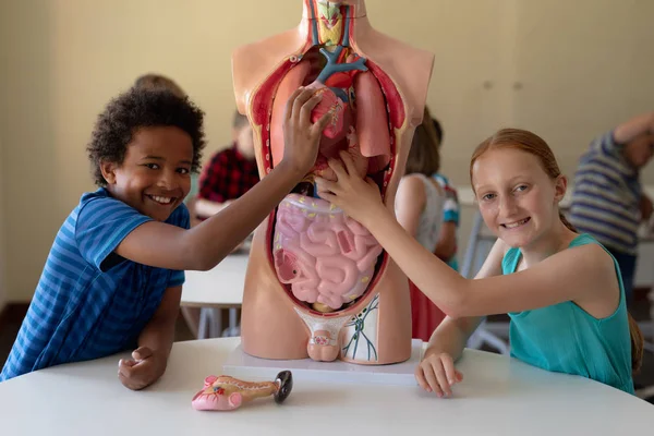 アフリカ系アメリカ人の少年と小学校の白人の少女が臓器を人間の解剖学的モデルに置き 生物学の授業中に笑顔でカメラを向ける姿を正面から眺め その背景で働く同級生たち — ストック写真