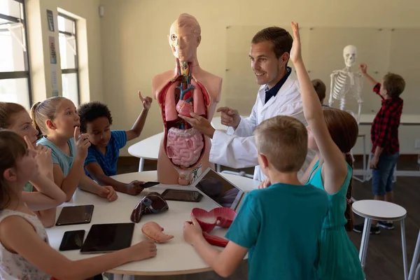 研究室のコートを着た白人男性教師が人間の解剖学的モデルを用いて 生物学の授業中にさまざまな小学生の臓器について教えている様子 — ストック写真