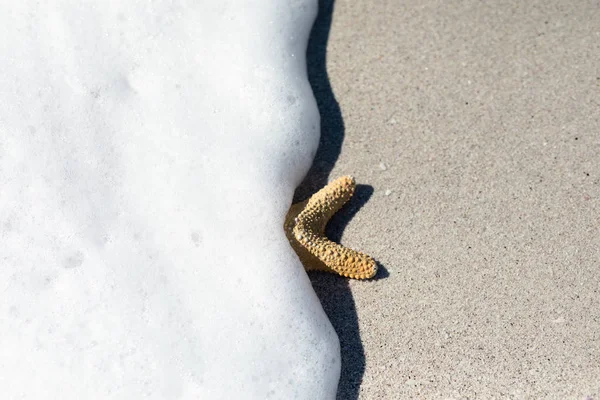 Overhead View Starfish Lying Sandy Beach Sun Covered Incoming Tide — Stock Photo, Image