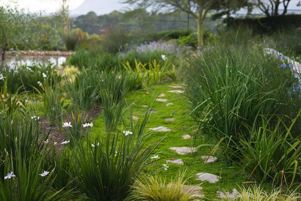 Primer Plano Plantas Flores Que Crecen Jardín Verde Camino Escalonado —  Fotos de Stock