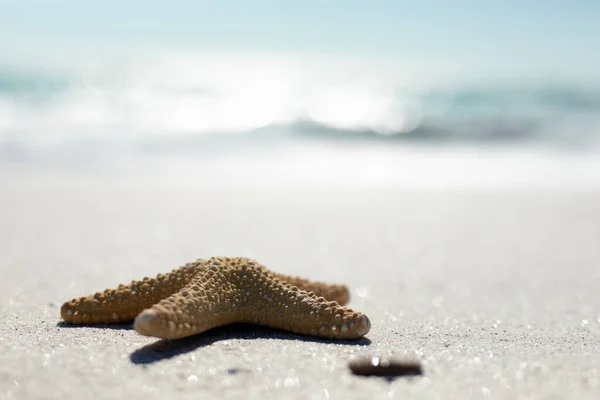 Side View Starfish Pebble Lying Sandy Beach Sun Sea Background — Stock Photo, Image