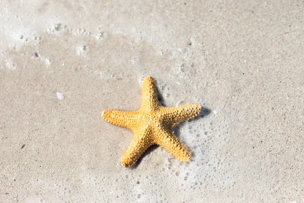 Overhead View Starfish Lying Sandy Beach Sun Washed Tide Weekend — Stock Photo, Image