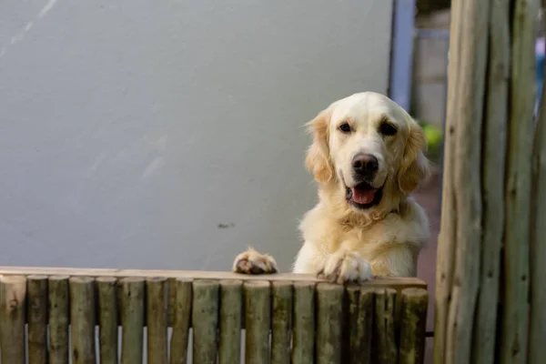 Μπροστά Άποψη Του Ένα Κατοικίδιο Ζώο Λαμπραντόρ Σκυλί Στέκεται Στα — Φωτογραφία Αρχείου