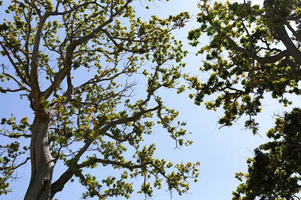 Majestátní Pohled Modrou Oblohu Viděnou Přes Několik Stromů Listy Svačině — Stock fotografie