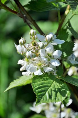 Çiçek in bir genç Bahçe böğürtlen
