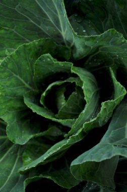 Lahana ve lahana yaprakları