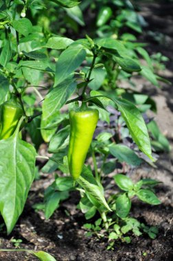 Bush yeşil tatlı biber