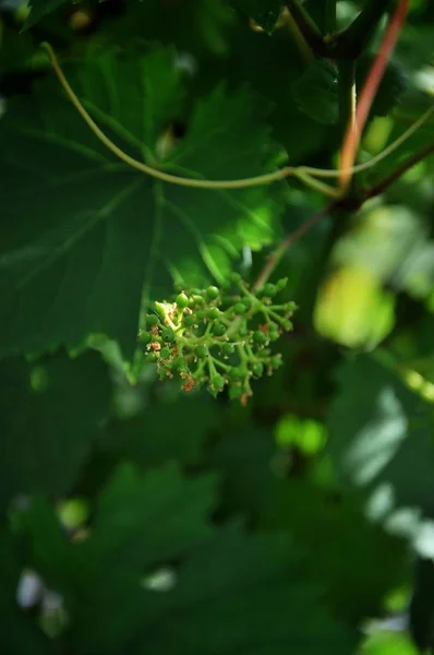 Uvas Ovários Frutos Após Floração — Fotografia de Stock