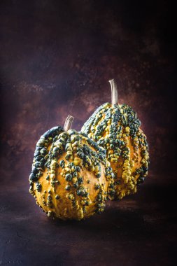 İç kısımlar için dekoratif balkabakları, sivilceler, balkabakları.