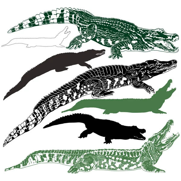 Силуети крокодили — стоковий вектор