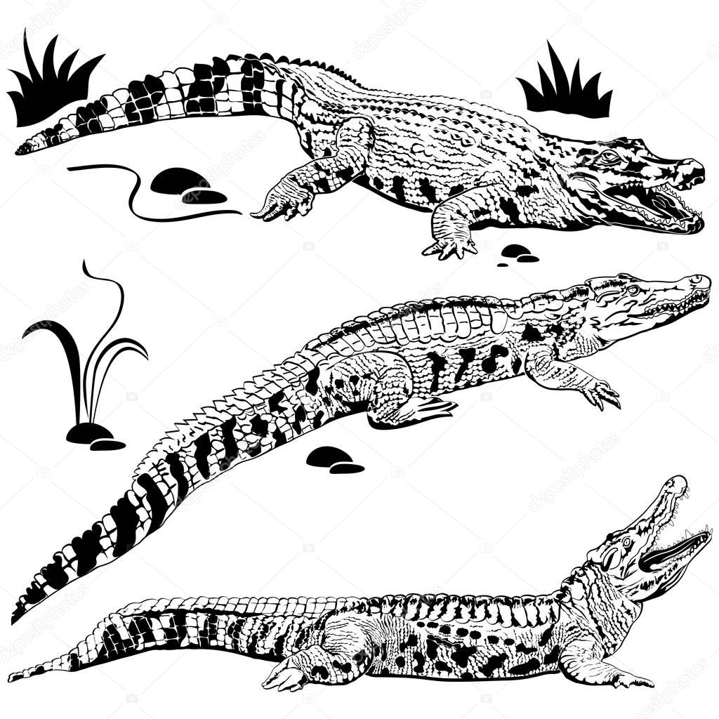 Silhouettes of crocodiles