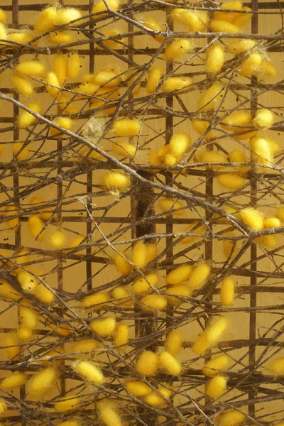 Natural  silkworm nets — Stock Photo, Image
