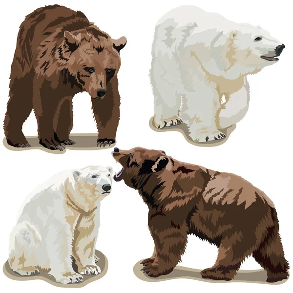 Polární a hnědí medvědi — Stockový vektor