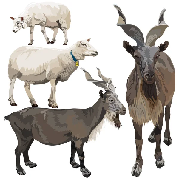 Schafe und Ziegen — Stockvektor
