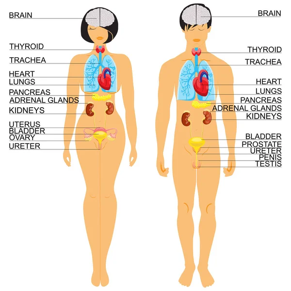 Anatomie des menschlichen Körpers — Stockvektor