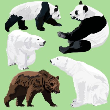 Kutup, kahverengi ve panda ayıları