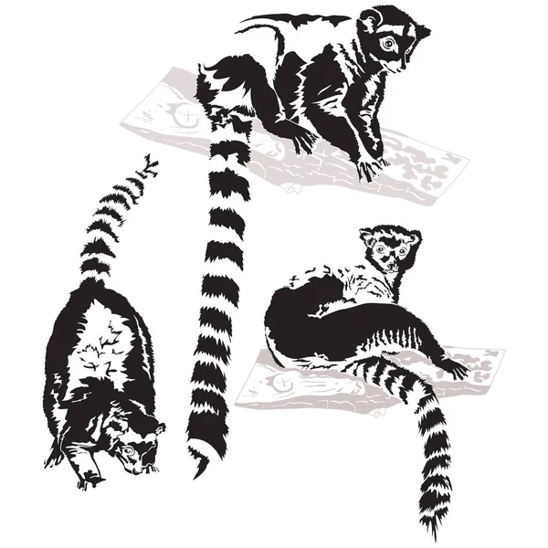 Ensemble de lémuriens vecteurs — Image vectorielle