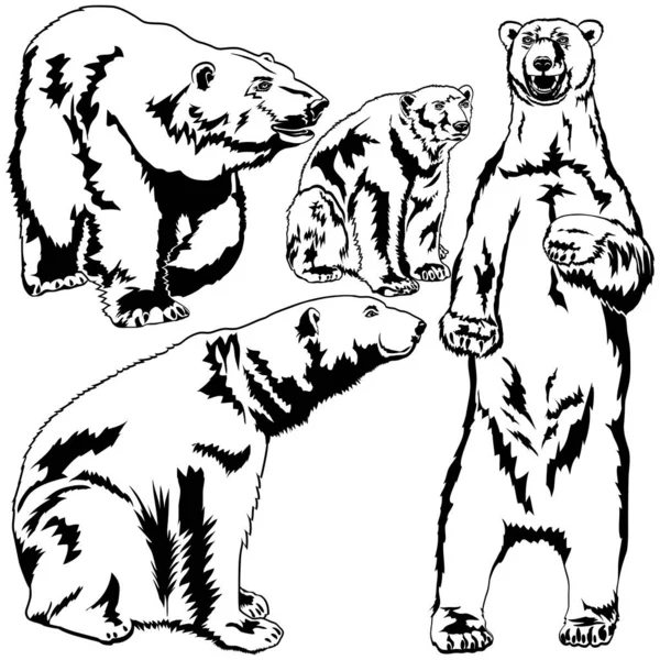 Set of polar bears — Stock Vector