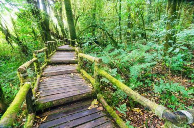 Angka Chaing mai, Tayland, Thailand, ışık ray etkisi Inthanon uluslararası parkta, eski ahşap köprü ile güzel yağmur ormanı