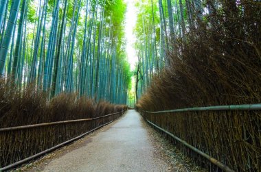 geçit bambu grove, Arashiyama, Kansai, Kyoto, Japonya, peyzaj, Simgesel Yapı, doğa ve seyahat kavramının