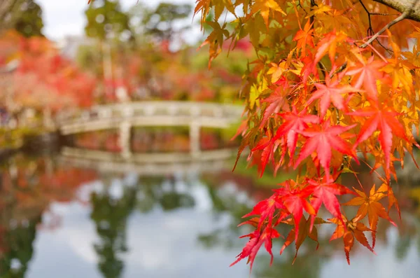 Autumn colorful red maple leaves with blurred image of bridge background at morning in autumn season from Kyoto, Japan, travel, nature, landmark and landscape concept