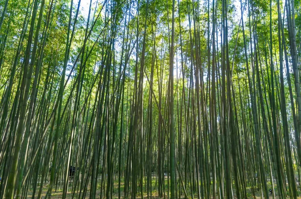 Rozostřený Obraz Bambusové Lesy Ranní Slunce Konceptu Arashiyama Kansai Kjóto — Stock fotografie