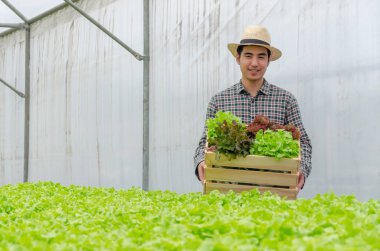 Hidrofonik. Asyalı genç çiftçi, gülümsüyor ve elinde organik hidroponik taze yeşil sebzeler sera bahçesi çocuk çiftliğinde ahşap kutu üretiyor.