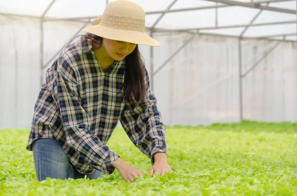Молодая Азиатская Женщина Фермер Проверяет Свежий Салат Зеленого Дуба Салат — стоковое фото
