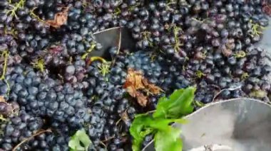 Sözcük kökü ayırıcı kırıcı bir şaraphane üzümlere kırma