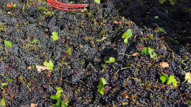Červené hrozny připraven být stisknuto na vinařství — Stock video